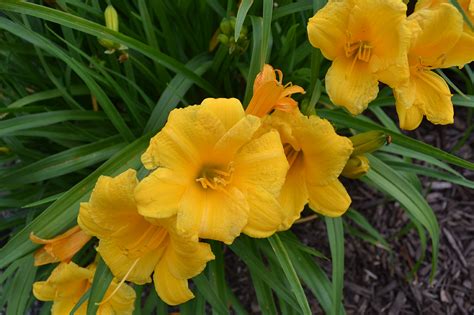 Stella De Oro Daylily Is A Popular Perennial Flower Commonly Installed