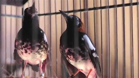 Suara pikat burung decu paling ampuh. Suara Burung Decu Kembang Betina : Suara Burung Tikukur ...
