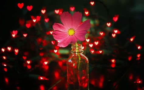 In the large romantic flowers png gallery, all of the files can be used for commercial purpose. Flower Pink Lights Red Hearts Wallpaper | HD Love ...