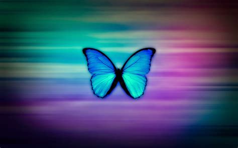 Download Blue Colour Butterfly Wallpaper Background Bondi Bathers