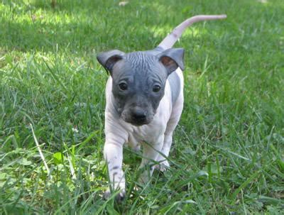 Scooby mcgurk the american hairless terrier at 8 years old—he is the world's. American Hairless Terrier puppies, males for Sale in Franklin, Kentucky Classified ...