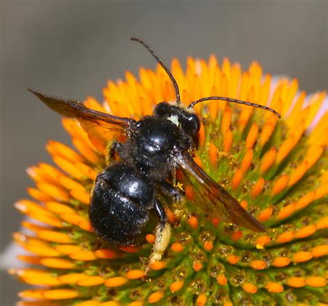 Bee Melissodes Bimaculatus Bugguidenet