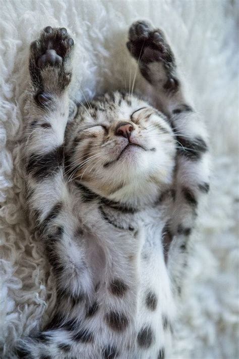 Here's how to create the perfect sleep schedule for your puppy. How Many Hours A Day Do Kittens Sleep