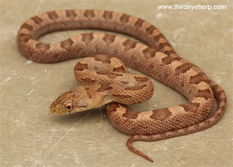Everglades Eastern Rat Snake By Third Eye Herptile Propagation
