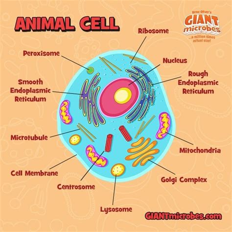 The nucleus is surrounded by the endoplasmic reticulum, which is when the animal cell divides, the nucleus breaks up, and the nuclear envelope falls apart. Célula Animal