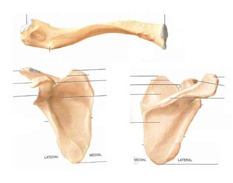 The Appendicular Skeleton Clavicle And Scapula Diagram Quizlet