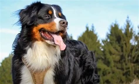 Golden Mountain Dog Traits Temperament And Care