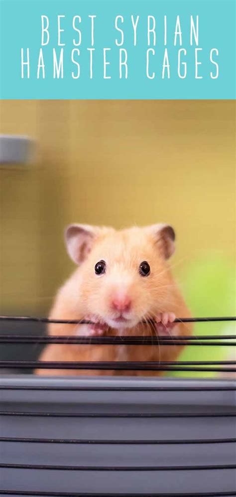In general, many cages marketed for hamsters are too small for syrian hamsters. Syrian Hamster Cages - Find The Best Syrian Hamster Cage ...