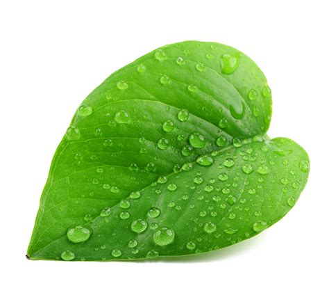 Green Leaf Png Transparent Background Free Download 38617 Freeiconspng