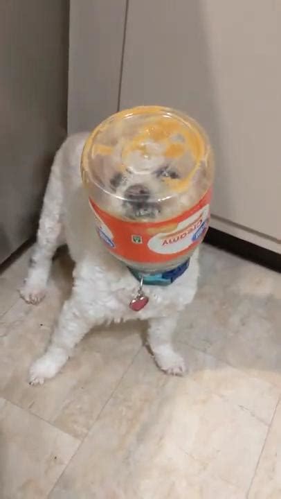 Dog Licks Peanut Butter While Sticking Their Head Inside Jar Jukin