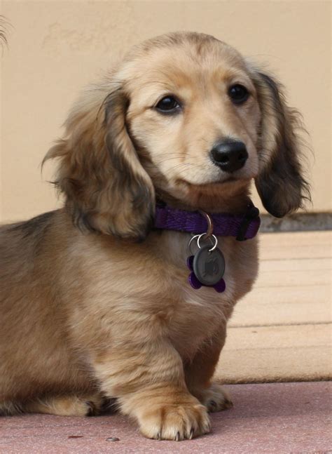 55 Mini Longhaired Dachshund For Sale Photo Bleumoonproductions