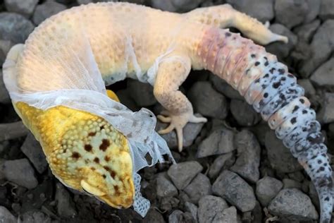 Leopard Gecko Shedding 101 Symptoms Problems And Behavior More Reptiles