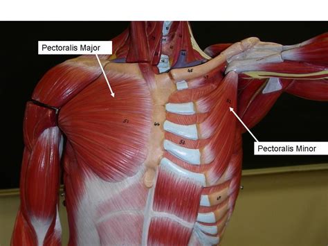 Chest And Arm Muscles Labeled Models Biceps Brachii Deltoid