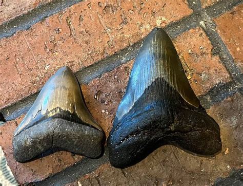 Nine Year Old Girl Discovers Million Year Old Megalodon Tooth