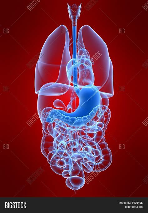 Human Stomach Image And Photo Free Trial Bigstock