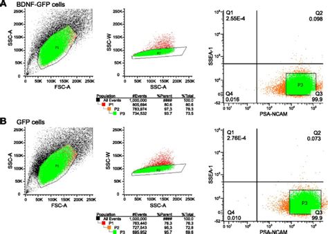 Purification Of Cells By Facs Bdnf Gfp Expressing Cells A And