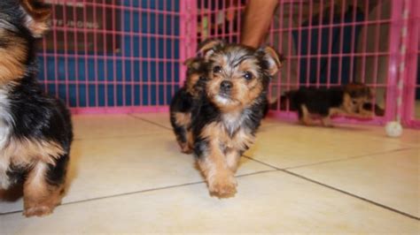 Cute Little Yorkie Terrier Puppies For Sale Georgia Local Breeders
