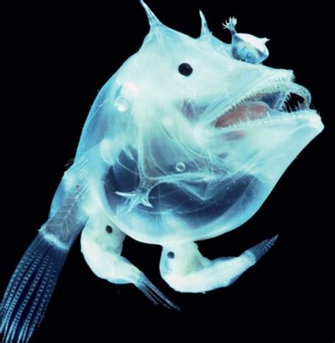 Anglerfish Lantern Fish The Females Are Large While The Males Two Of