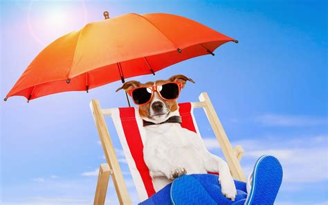 Hond Zonnebril Parasol Strandstoel Mooie Leuke Achtergronden Voor Je Bureaublad PC Laptop
