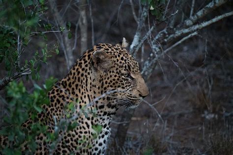 South Africa Focus Photography Of Leopard Near Tree Kapama Private Game