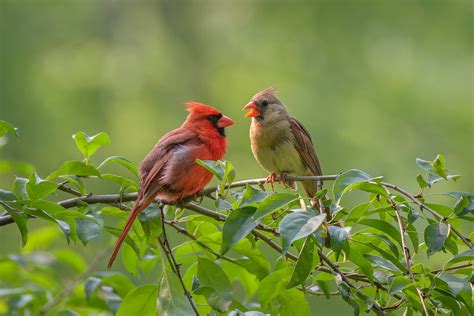 Cardinal Pair 6 17 2023 B And B Nature Photography Flickr