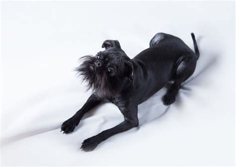 Full grown black brussels griffon. Brussels Griffon Breed Facts and Information | PetCoach