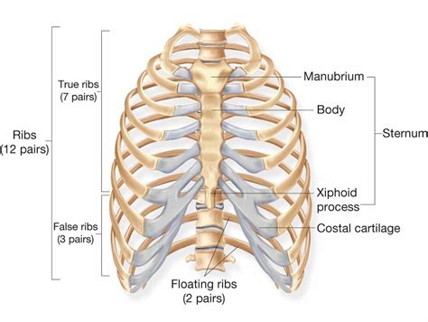 The ribs are elastic arches of bone, which form a large part of the thoracic skeleton. Chapter 4 - Need to know at Malcolm X College - StudyBlue
