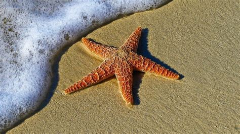 estrella de mar características y cómo se reproducen