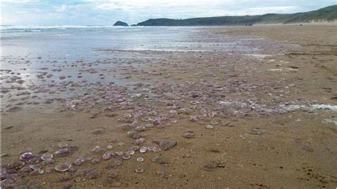 Thousands Of Jellyfish Wash Up On Cornish Beach Bbc News