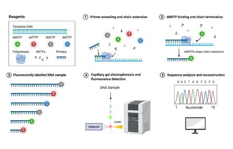 Sanger Sequencing Method Principle And Steps • Microbe Online
