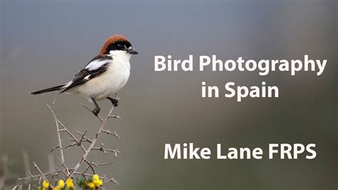 Photographing Birds In Spain Youtube