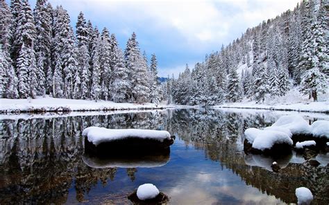 Snowy Pine Forest By The Lake Wallpaper Nature Wallpapers 35635