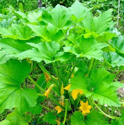 And besides, with so many resources out there now, should anyone fear the onslaught of zucchini this summer? 5 secrets to growing delicious zucchini on the balcony or ...
