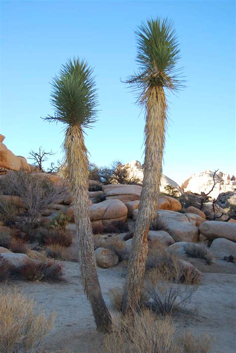 Things to do near cholla cactus garden. Desert Grace in Joshua Tree National Park (November ...