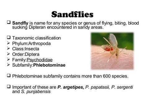 Entomology Louse Bedbugs And Sand Fly