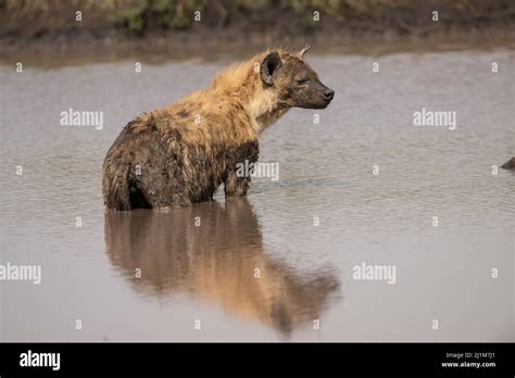 Hyenas In Water Hi Res Stock Photography And Images Alamy