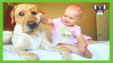 Cute Dogs And Adorable Babies Compilation Youtube