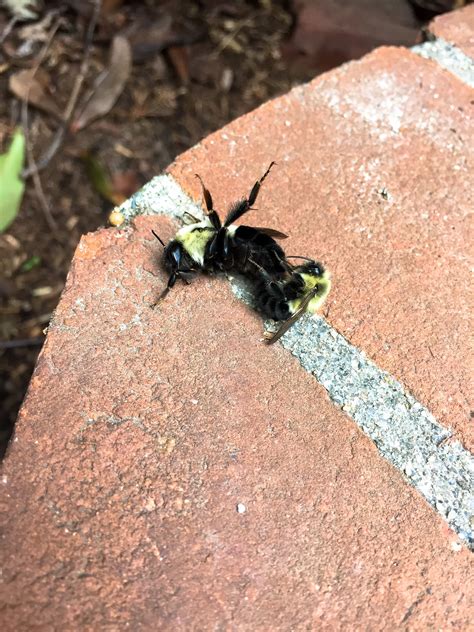 Mating Bumblebees A Rare Glimpse Tillys Nest