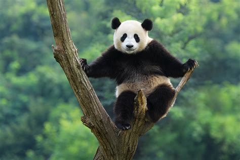 Panda Hd Wallpapers Pictures Images