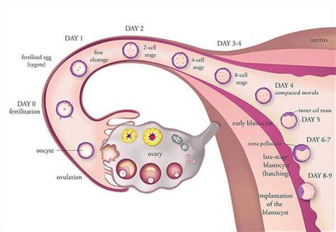 Ovulation Induction For In Vitro Fertilization New Hope Fertility Center