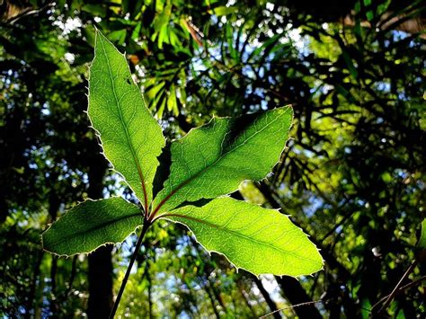 Nightcap Oak Tree Secretly Planted To Save Species