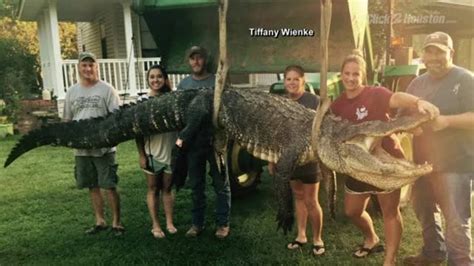 Nearly 14 Foot Alligator Caught In Mississippi Youtube