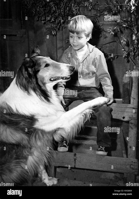 Jon Provost Lassie 1957 Stock Photo Alamy