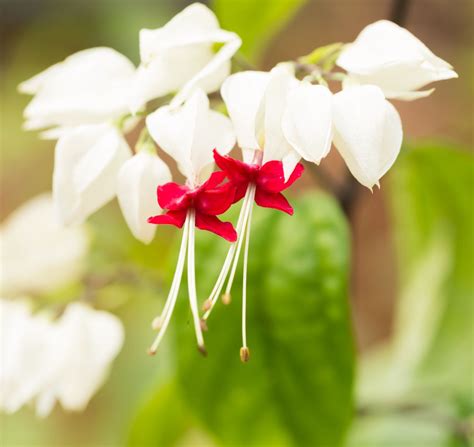 Clusters of gorgeous blooms decorate clerodendrum thomsoniae. Image result for bleeding heart vine | Bleeding heart vine ...