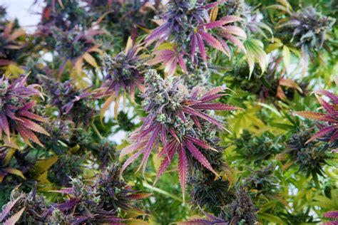 Here presented 55+ marijuana plant drawing images for free to download, print or share. The Characteristics of Sativa, Indica, and Hybrid Cannabis ...