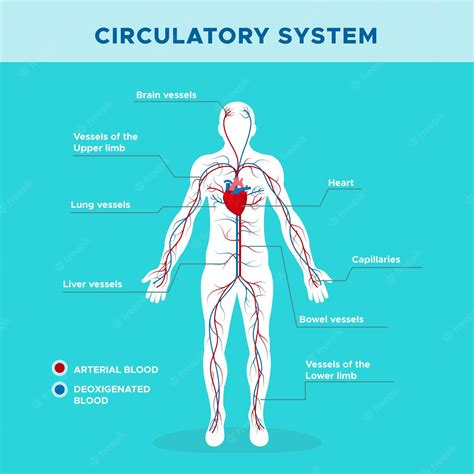 Circulatory System Clip Art Library