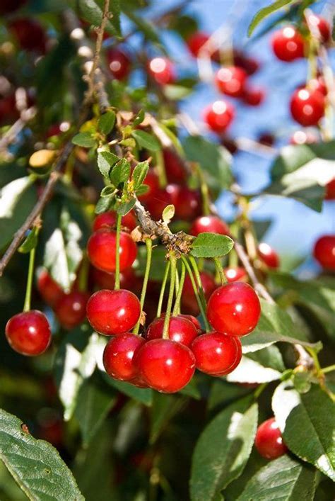 White flowering ambrosia pear fruit tree bare root. Montmorency Cherry 3-4' Seedlings | Tree nursery, Fruit ...