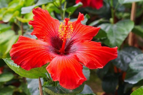 Based on the book fu nü sheng huo (life of women) by su tong, it is about three generations of women in a family—mo in the 1930s, li in the 1950s and hua in the. Hibiscus: 11 Facts About Malaysia's National Flower