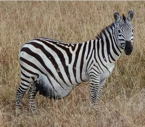 25 Beautiful Photos Of Pregnant Animals Who Seem To Be Ready To Welcome