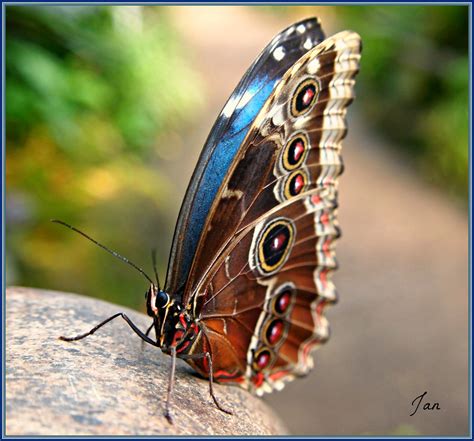 Jewel Of The Rainforest A Morpho Butterfly Morpho